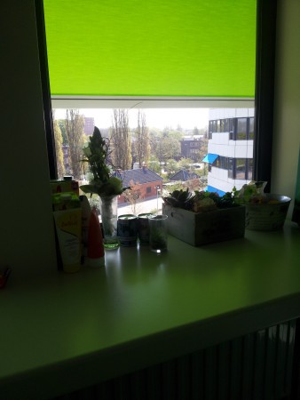 Mijn zonnige uitkijk vanaf bed!